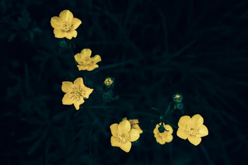 Foto stok gratis berkembang, bunga kuning, bunga-bunga