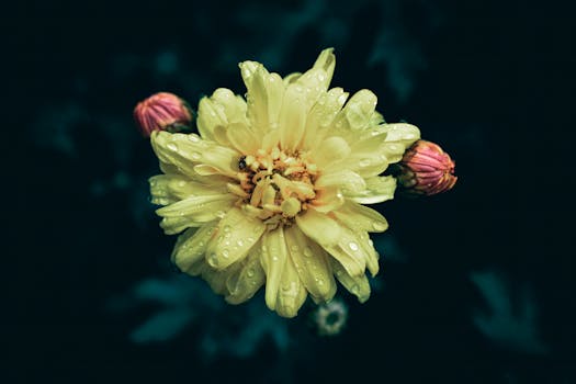 Close-up of a yellow chrysanthemum flower with water droplets, capturing a moody, fresh look.
