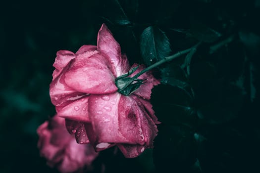 Close-up of a pink rose with rain droplets on a dark background, evoking elegance and romance.