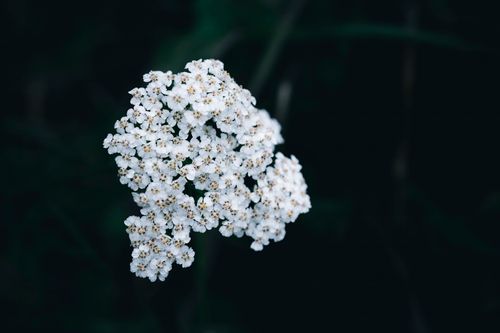 Free Close-up of yarrow flower with delicate white blooms against a dark, moody background. Stock Photo