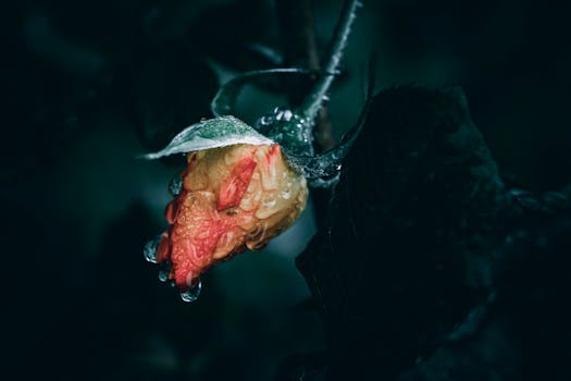 A detailed macro shot of a rose bud with water droplets on a dark background, exuding a moody and fresh atmosphere.