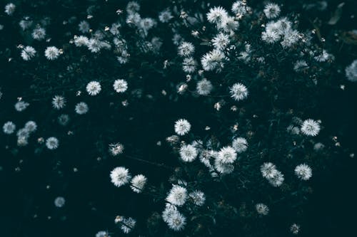 Foto stok gratis berwarna biru kehijauan, bunga putih, dandelion