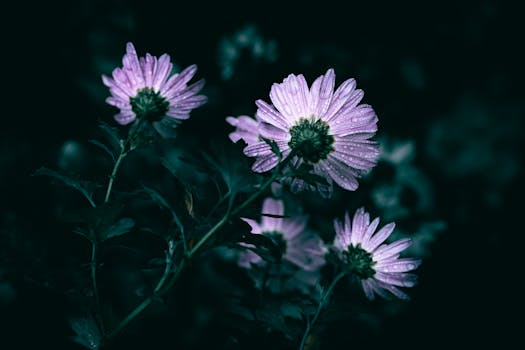 Close-up of moody chrysanthemum flowers with water droplets on petals.