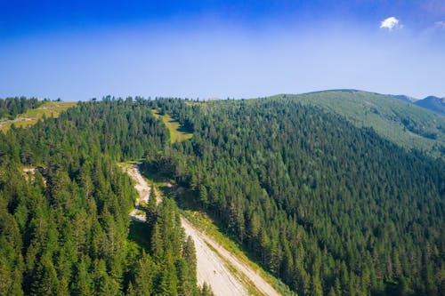Evergreen Forest on Hill