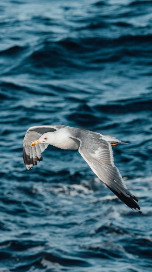 Free Close-up of a seagull gracefully flying over the ocean, capturing its elegant motion. Stock Photo