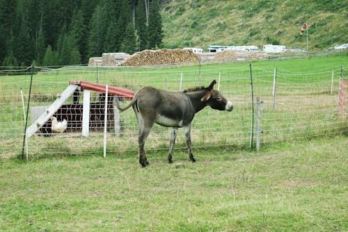 Kostenloses Stock Foto zu berge stadt, esel