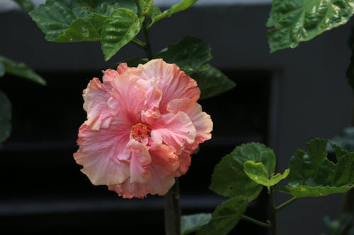 Blooming Pink Hibiscus