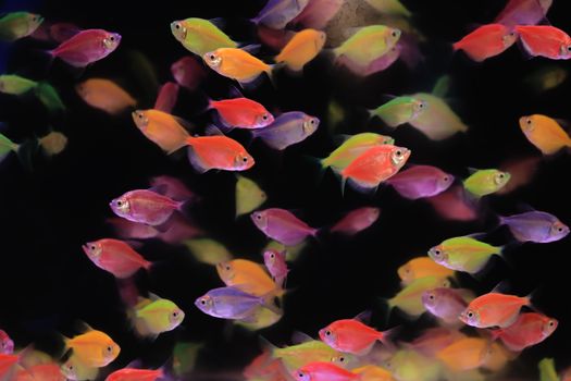 fish photo