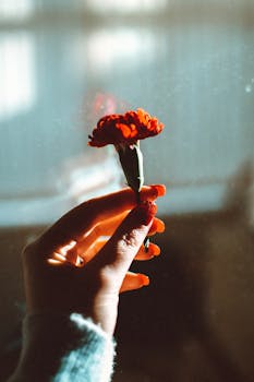 一只手握着红色的花，阳光带来柔软复古的氛围