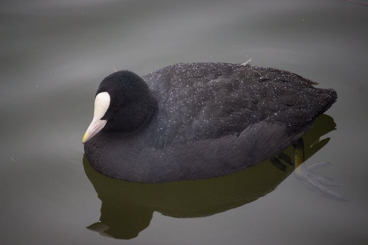 Black Duck