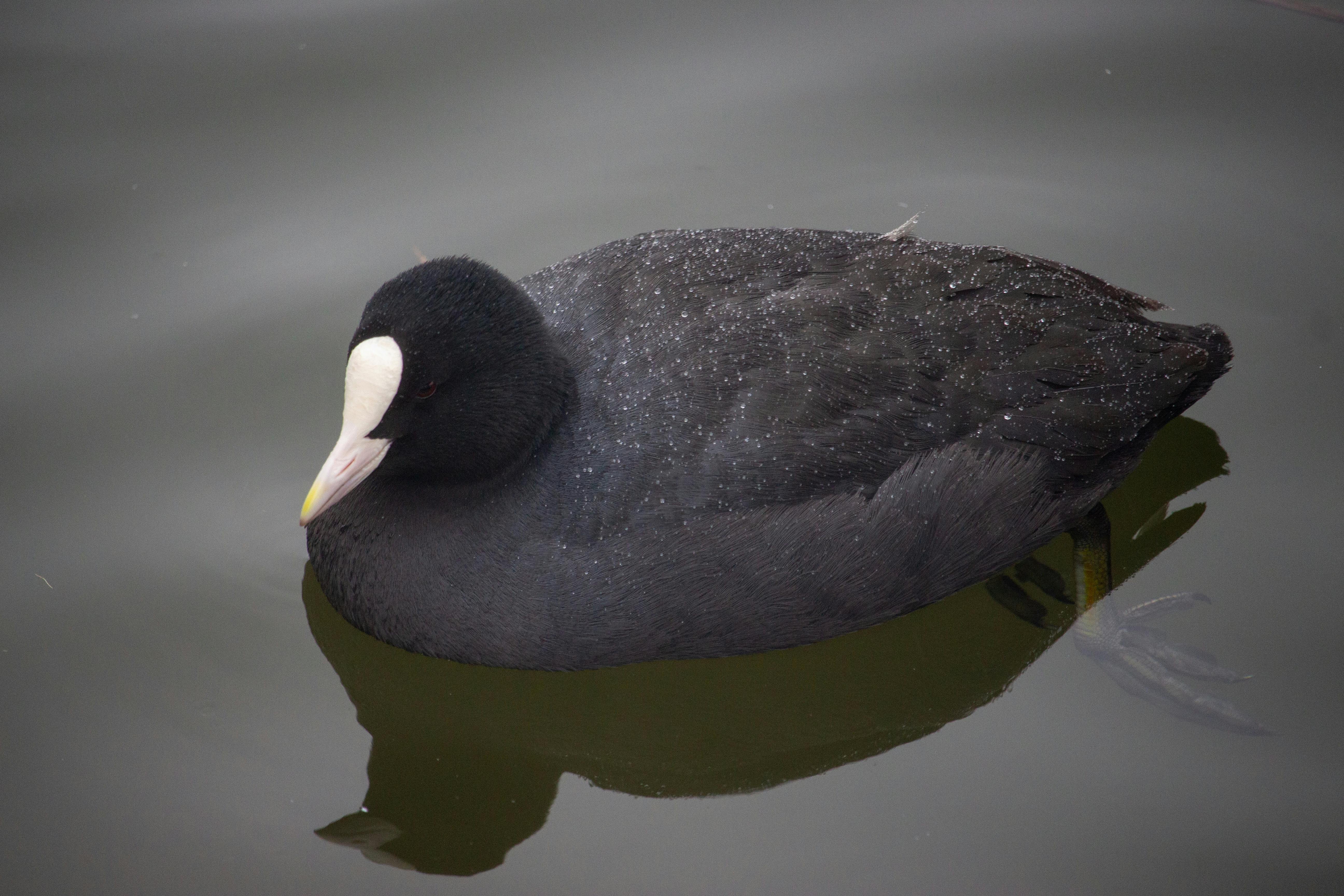 水 黒いアヒル 黒い鳥の無料の写真素材