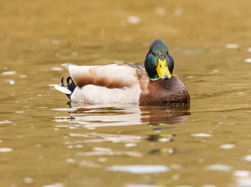 Free Beautiful close-up of a male mallard duck swimming gracefully on calm water. Stock Photo