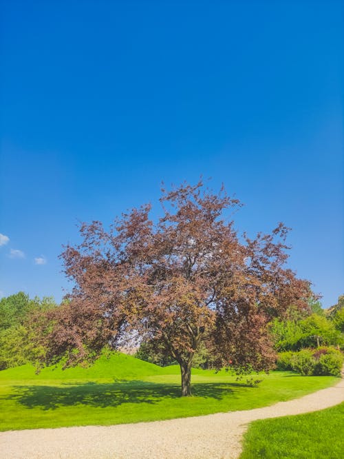 Tree near Footpath in Park