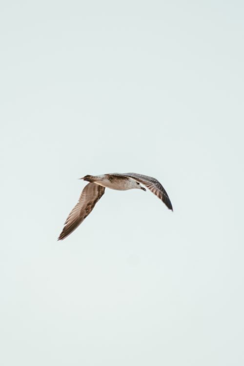 Free A seagull soaring gracefully through the clear sky, showcasing the elegance of bird flight. Stock Photo