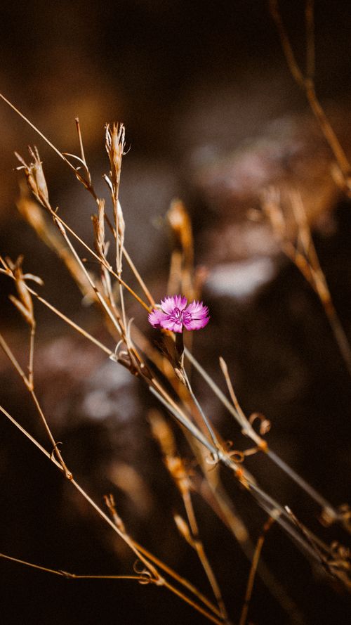 Free A vibrant pink wildflower amidst dried grass, captured in Ulubey, Türkiye. Stock Photo