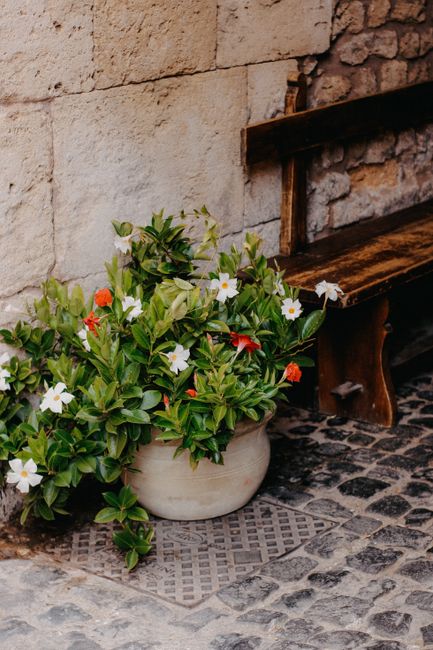 Potted Brazilian jasmine flowers with cobblestone and wooden bench backdrop for a rustic outdoor setting.