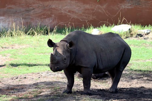 Photos gratuites de fond d'écran, herbe, photographie animalière