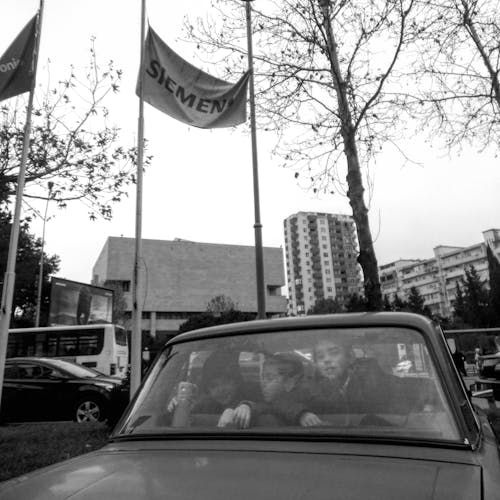 Foto d'estoc gratuïta de arbres, banderes, blanc i negre