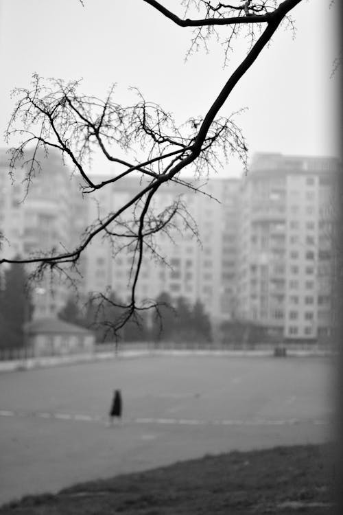 Foto d'estoc gratuïta de arbre de tardor, azerbaidjan, càmera analògica