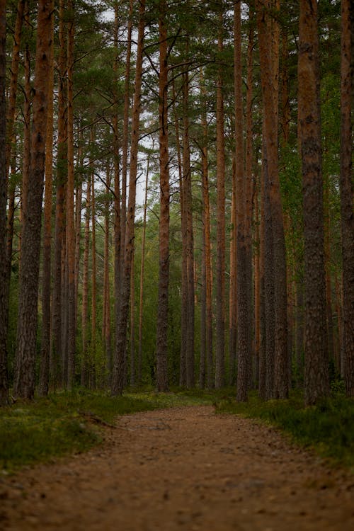 View of a Footpath in a Coniferous Forest 