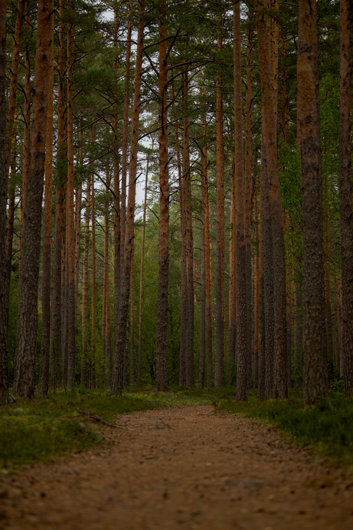 Free A serene forest path surrounded by towering pine trees, perfect for a peaceful walk in nature. Stock Photo