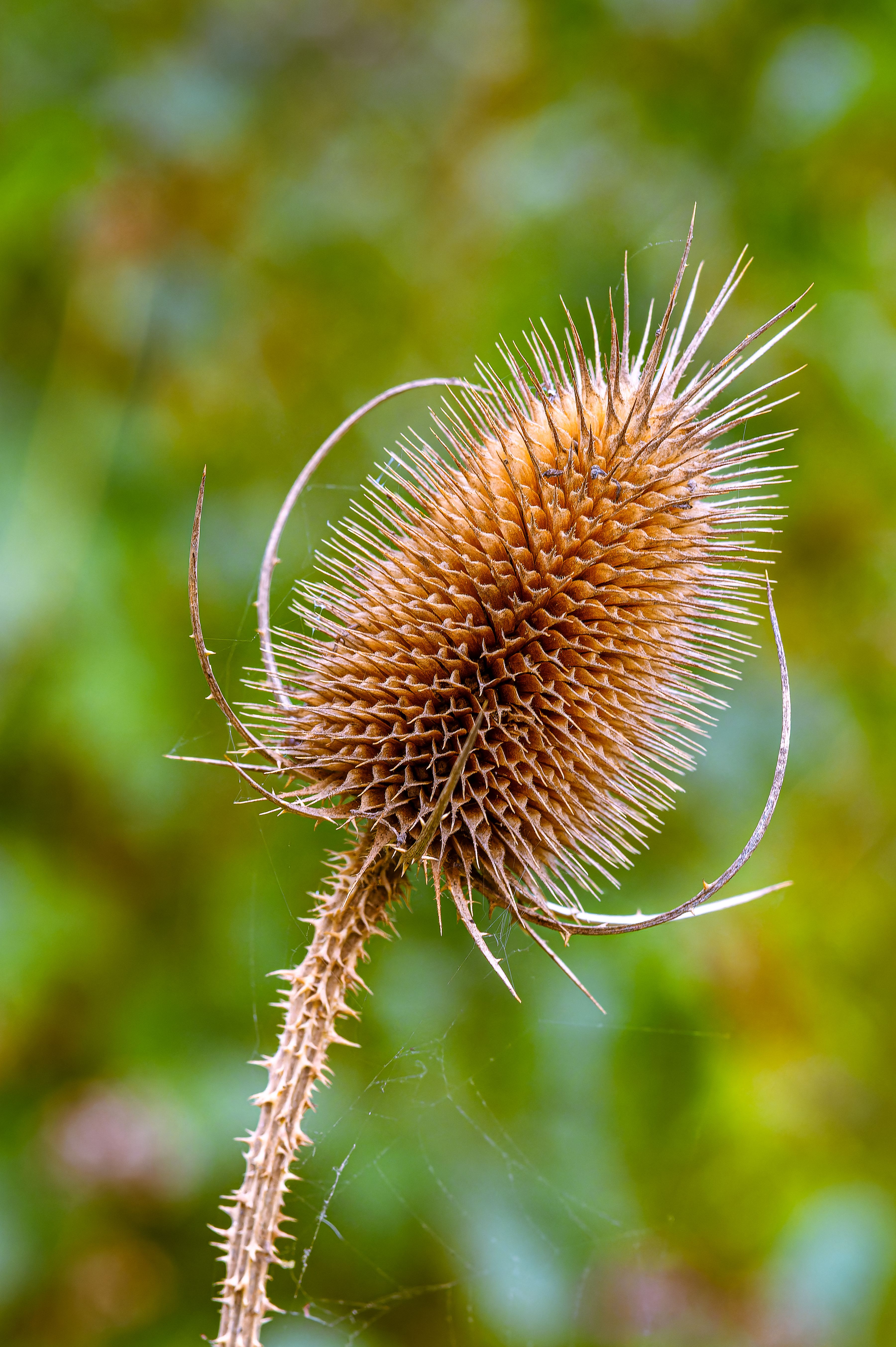Russian thistle photos download the best free russian thistle stock