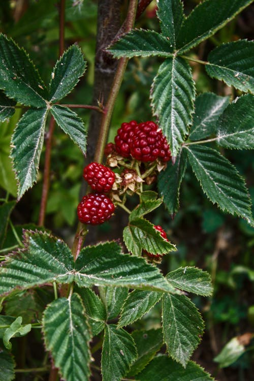 Kostnadsfri bild av björnbär, frukt, löv