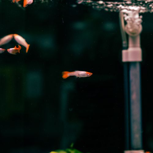 Guppy