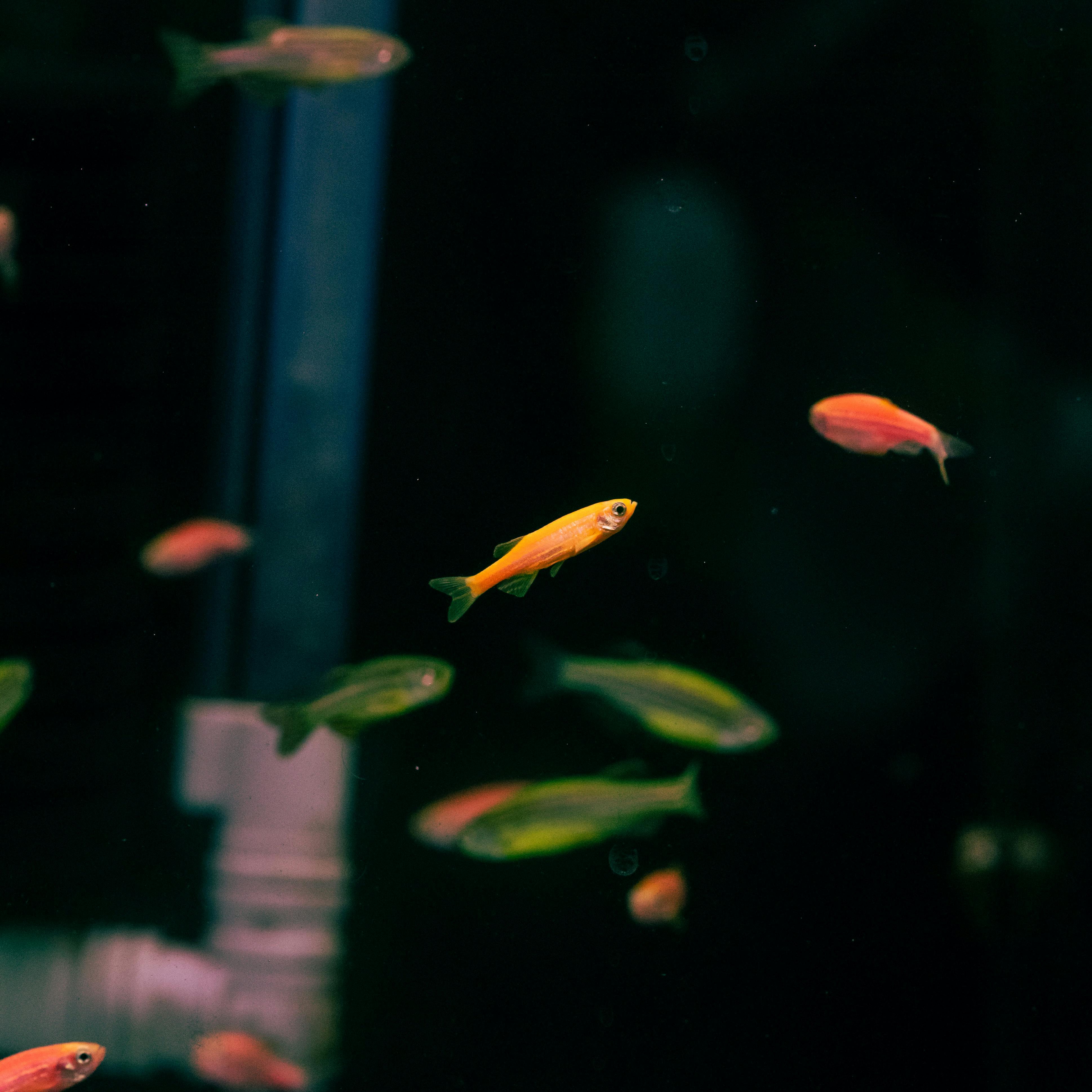 Close-up of Colorful Fish Swimming in an Aquarium