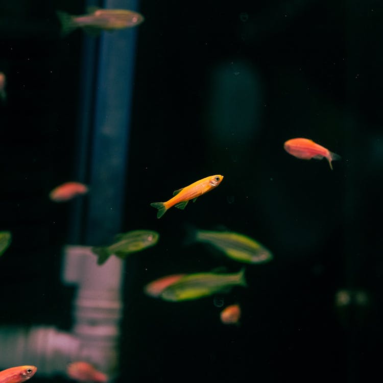 Close-up of Colorful Fish Swimming in an Aquarium 