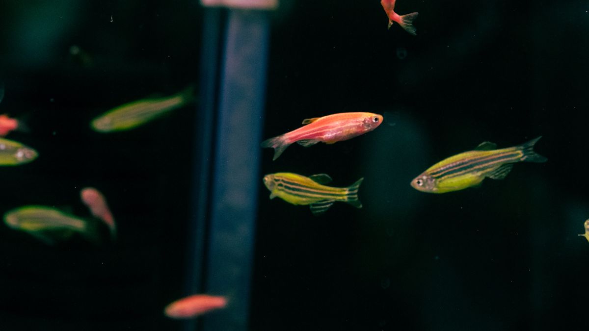 Small colorful aquarium fish swimming in a planted freshwater tank