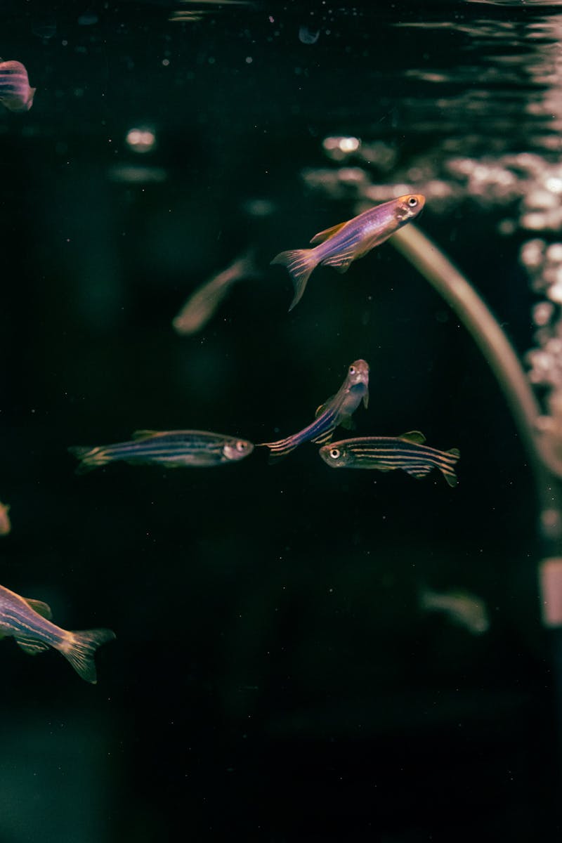 Schooling Selection