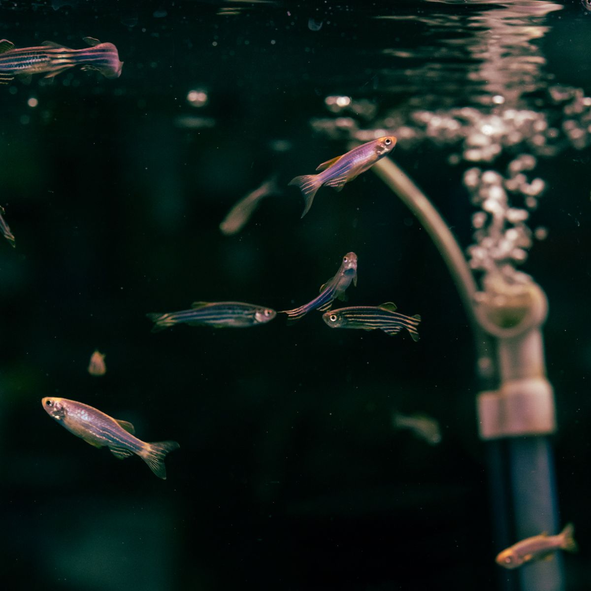 Bulleur d’aquarium : utilité, installation et bon réglage