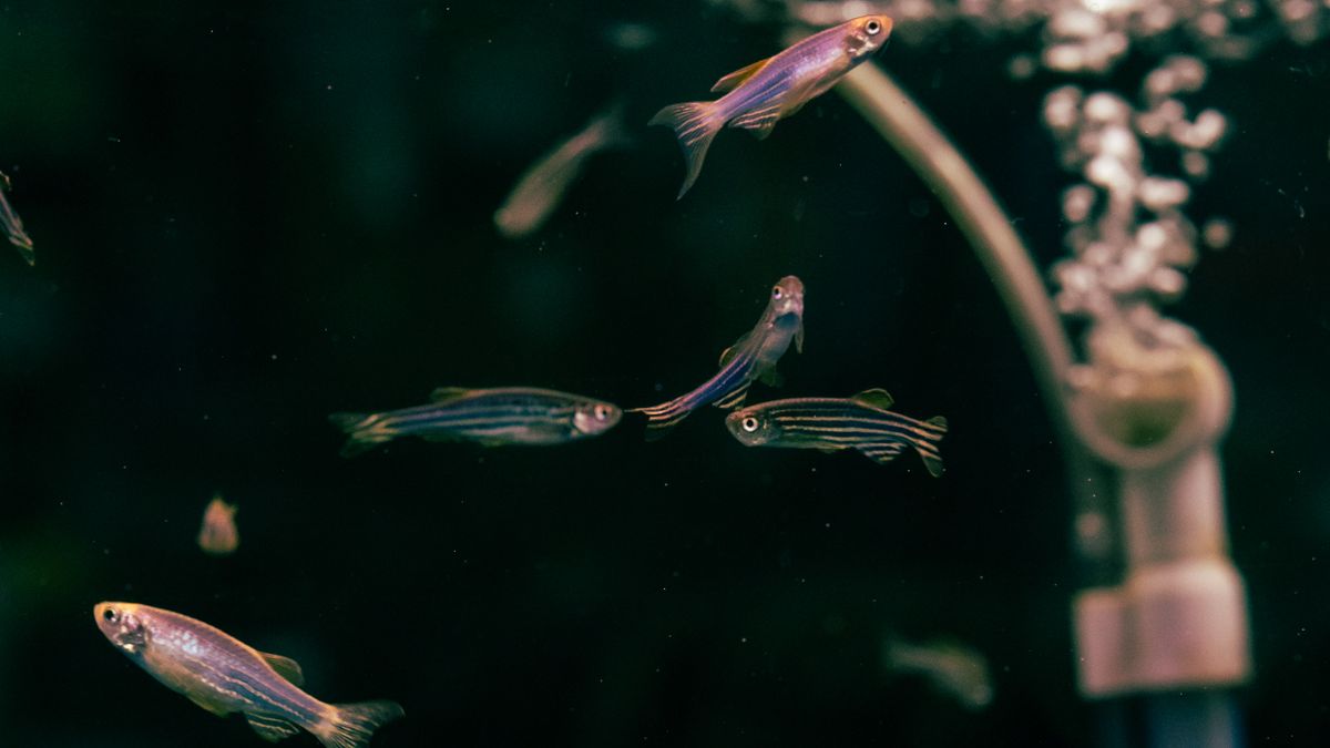 Luftpumpe im Aquarium: Wann nötig, welche Leistung und wie einbauen?