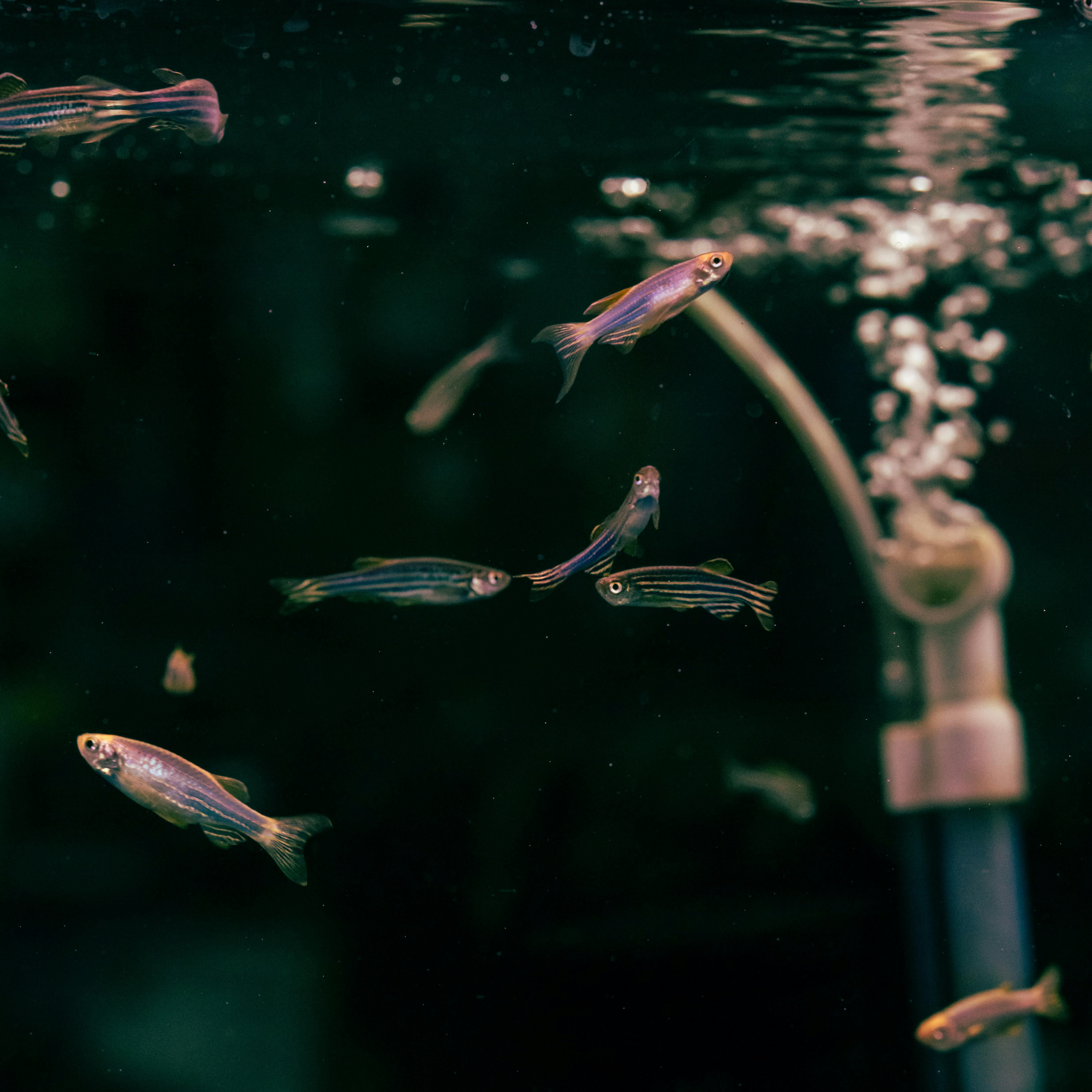 Mini Fish Swimming In Aqurium Stock Photo - Download Image Now