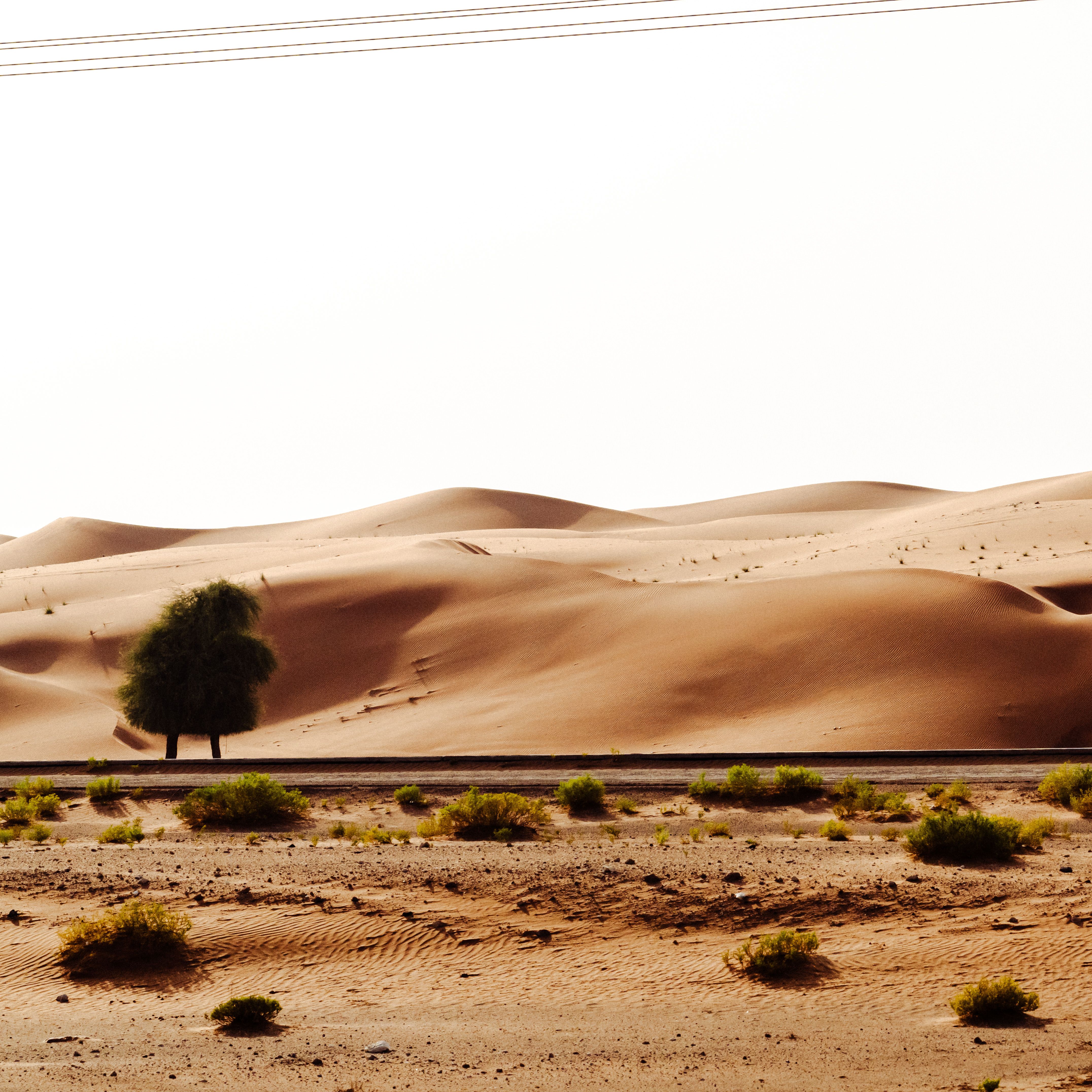 A lone tree beside desert dunes, photo by aboodi vesakaran on Pexels