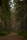 forest nature