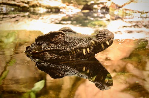 Crocodile Head over Water