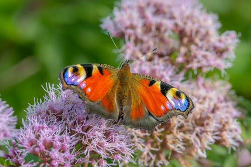 Butterfly Perching on Purple Flower