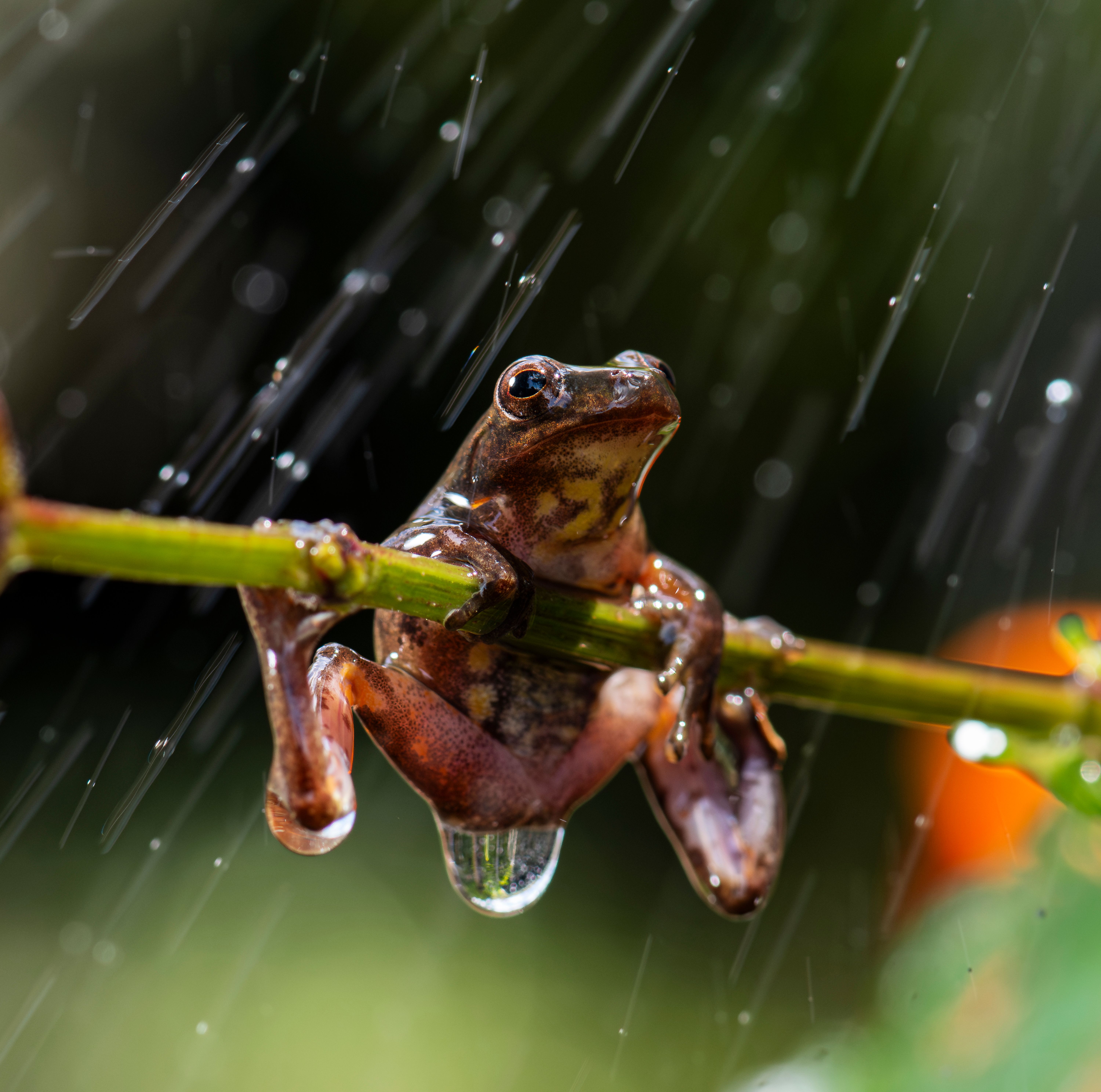 Why do frogs appear when raining? - The Institute for Environmental ...