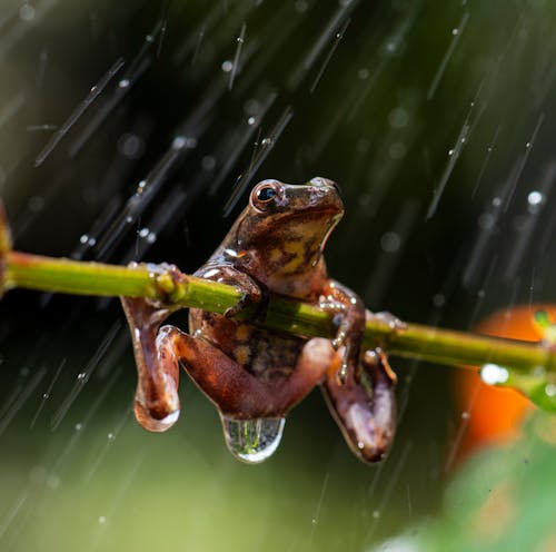 Frog on a Branch 