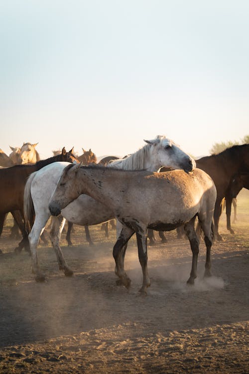 Foto d'estoc gratuïta de animals, cavall blanc, cavalls marrons