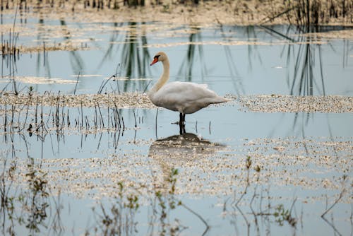 A Swan Standing in a Shallow Body of Water 