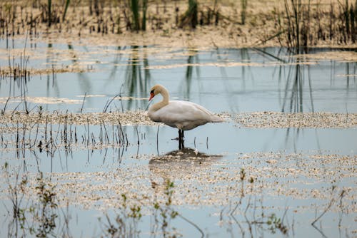 A Swan Standing in a Shallow Body of Water 