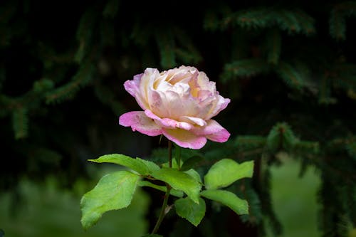 Close-up of a Light Pink Rose Growing in a Garden 