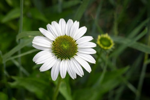 Close-up of a White Coneflower