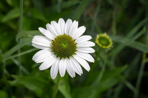 Free A detailed view of a white coneflower with lush green background in Southborough, MA. Stock Photo