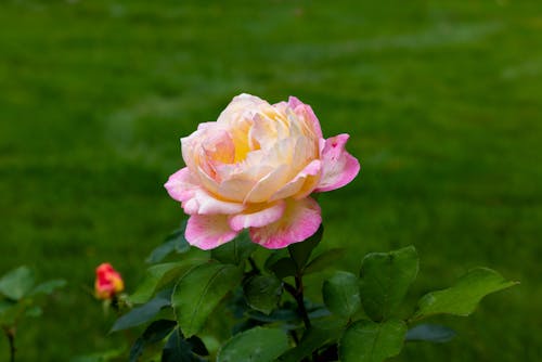 Blooming Pink Rose Flower