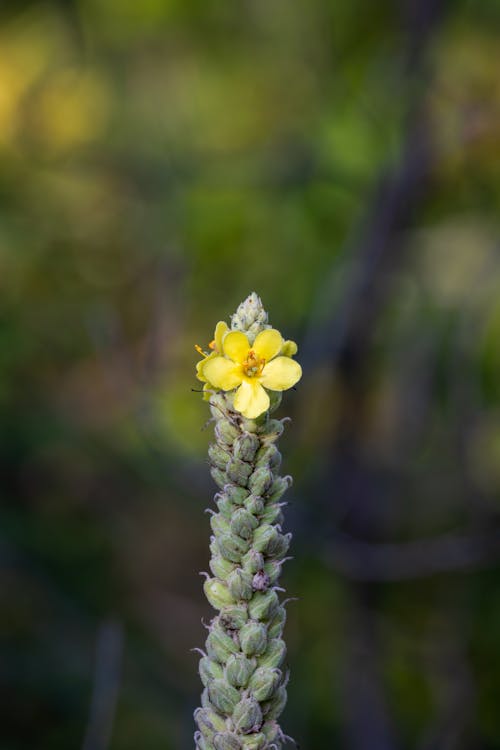 Clsoe-up of Great Mullein with a Single Flower