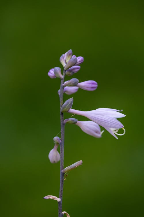 オオバコユリ, フローラ, 咲くの無料の写真素材